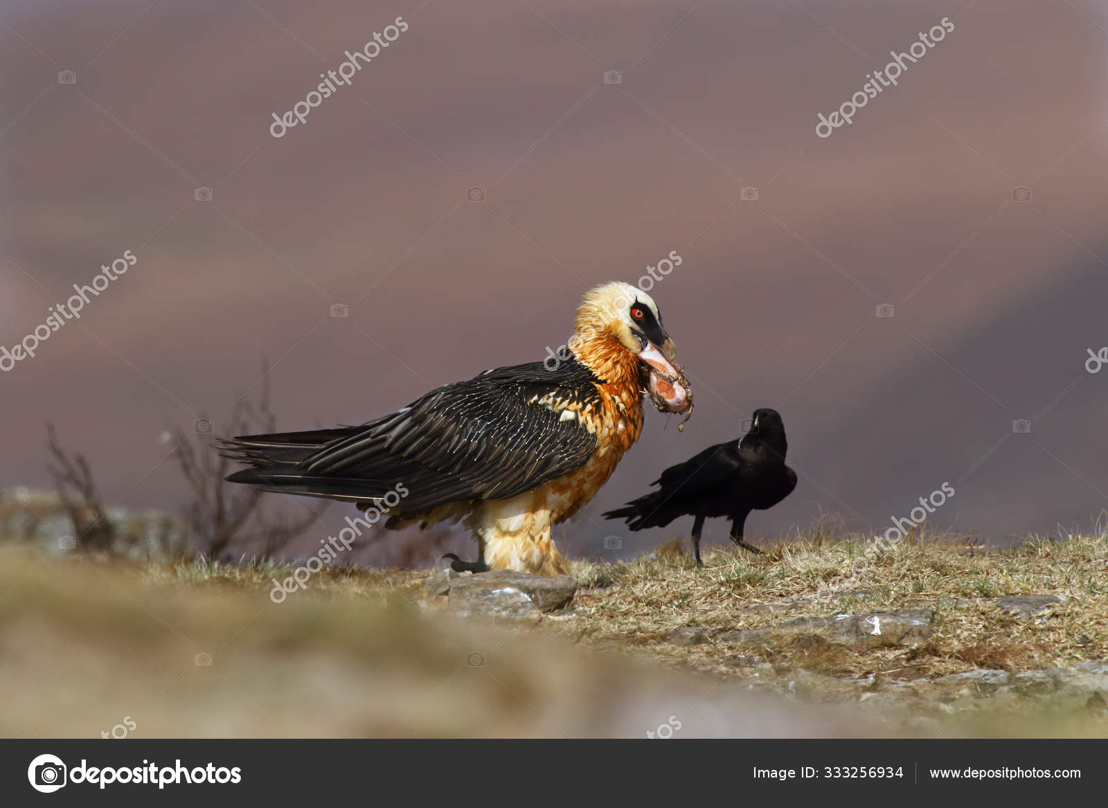 Bearded Vulture Gypaetus Barbatus Also Known Lammergeier Ossifrage Feeder Swallows Stock Photo Image By C Arepiv 333256934