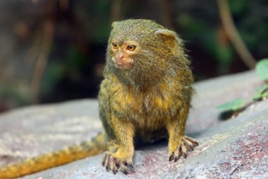 Yeşil arkaplan ile taş üzerinde oturan cüce marmoset (Cebuella pygmaea).