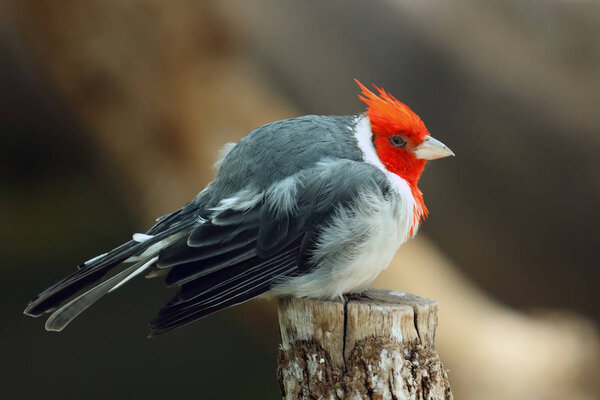The red-crested cardinal (Paroaria coronata) sitting on the branch. Big songbird with red plume on head.