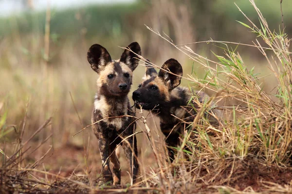 The African wild dog (Lycaon pictus), also known as African hunting or  African painted dog, painted hunting dog or painted wolf, portrait of the adult in tall green and yellow grass.