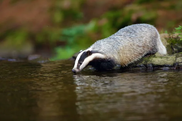 The European badger (Meles meles) also known as the Eurasian badger or simply badger drinks water from a forest creek.Big badger near water in dense forest.
