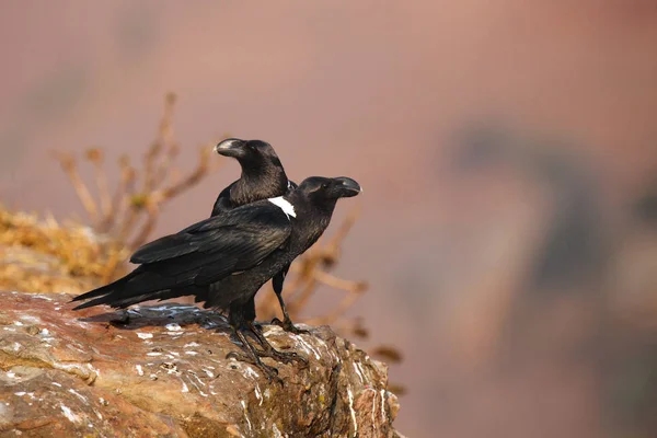 White Necked Raven Corvus Albicollis Pair Birds Rock Pair Large — Stock Photo, Image