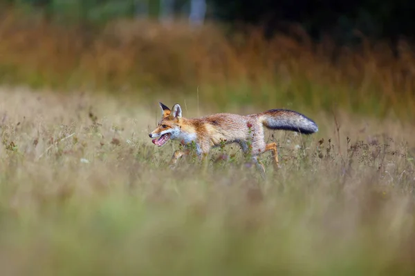 Der Rotfuchs Vulpes Vulpes Sucht Auf Einer Wiese Nach Nahrung — Stockfoto