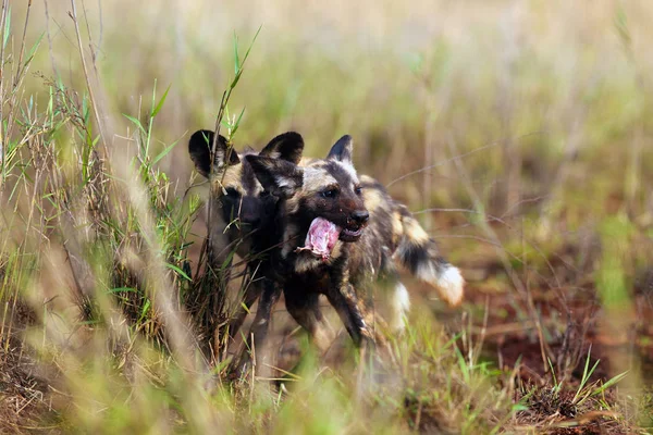 The African wild dog (Lycaon pictus), also known as African hunting or  African painted dog, painted hunting dog or painted wolf, portrait of the puppy in tall green and yellow grass with meat.