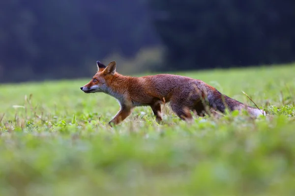 Raposa Vermelha Vulpes Vulpes Procura Comida Prado Jovem Raposa Vermelha — Fotografia de Stock