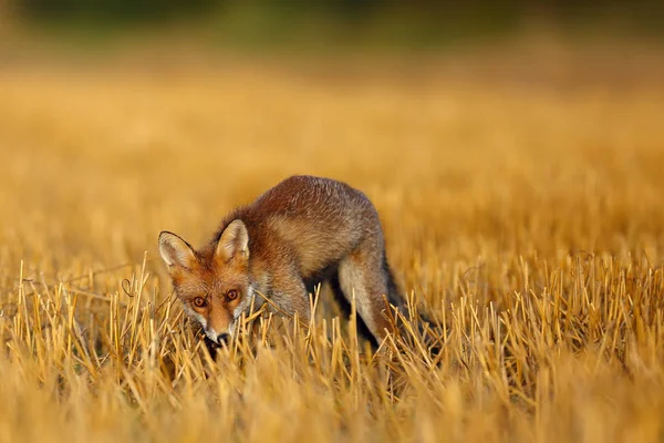 Красная Лиса Vulpes Vulpes Свежескошенной Щетине Пойманным Грызуном Рыжая Лиса — стоковое фото