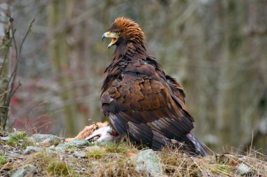 Kayanın üzerinde oturan altın kartal (Aquila chrysaetos). Tilki ile Büyük Kartal.