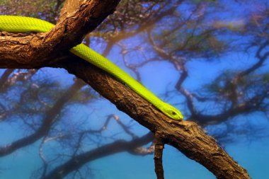 Batı yeşil mamba (Dendroaspis viridis), ayrıca Batı Afrika yeşil mambası veya Hallowell 'in dalındaki yeşil mamba olarak da bilinir..