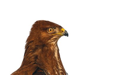 Yaygın akbaba (Buteo buteo), izole edilmiş portre.