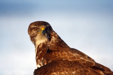 Yaygın akbaba (Buteo buteo), portresi.