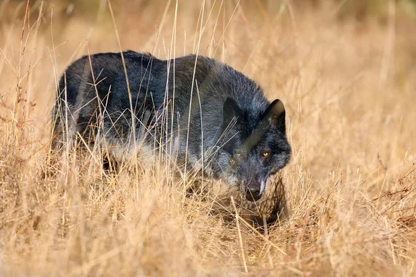 西北狼 Canis Lupus Occidentalis 站在草地上 狼一种狼 金丝狼属 也被称为灰色 灰色或木材狼 带有黄色的杆菌 — 图库照片