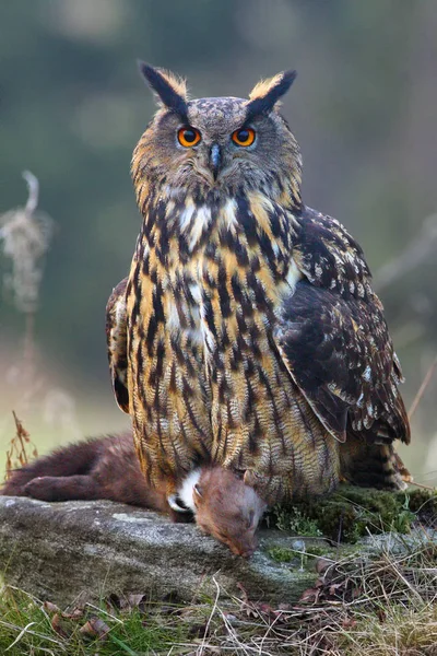 Eurazjatycka Sowa Bubo Bubo Ofiarą Orzeł Sowa Kuna Pazury — Zdjęcie stockowe