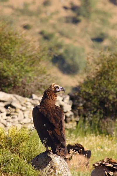 Der Aasgeier Aegypius Monachus Auch Als Schwarzgeier Mönch Oder Eurasischer — Stockfoto