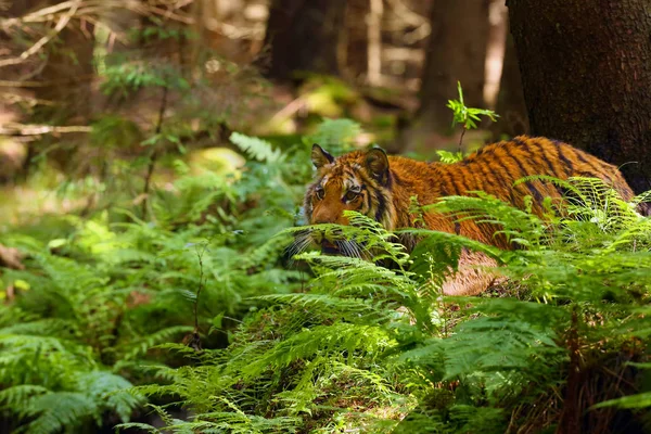 Sibirya Kaplanı Panthera Tigris Tigris Tigris Otlakta Bulunan Amur Kaplanı — Stok fotoğraf