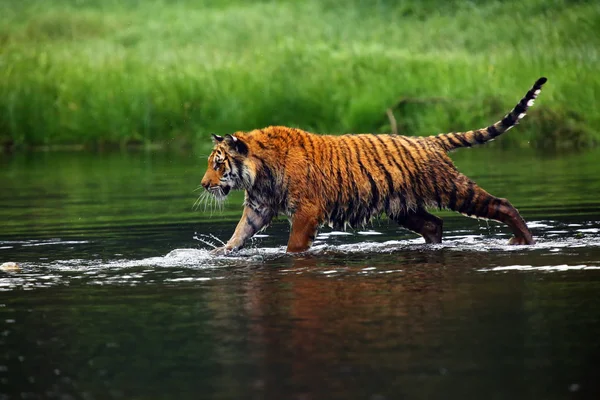 The Siberian tiger (Panthera tigris tigris),also called Amur tiger (Panthera tigris altaica) walking through the water. Beautiful female Siberian tiger in warm summer.