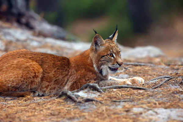 Ευρασιατικός Λύγκας Lynx Lynx Ένας Νεαρός Λύγκας Στο Δάσος Νεαρή — Φωτογραφία Αρχείου