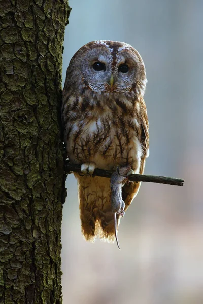 Coruja Tawny Coruja Marrom Strix Aluco Sentada Galho Uma Floresta — Fotografia de Stock