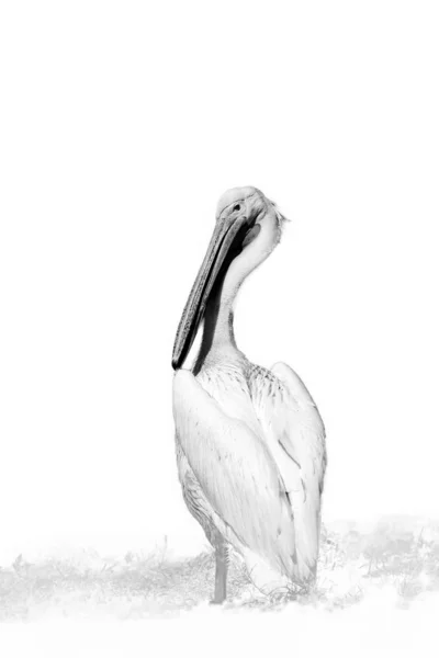 Büyük Beyaz Pelikan Pelecanus Onocrotalus Aynı Zamanda Doğu Beyaz Pelikan — Stok fotoğraf