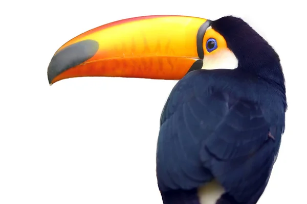Toco Toucan Ramphastos Toco Also Known Common Toucan Giant Toucan — 스톡 사진