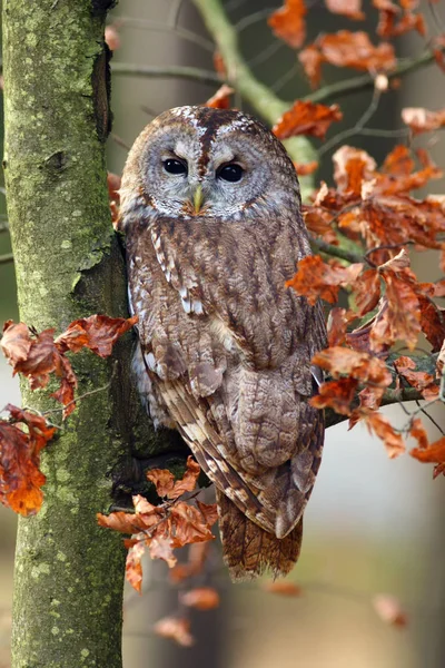 Tawny Bagoly Vagy Barna Bagoly Strix Aluco Egy Ágon Erdőben — Stock Fotó