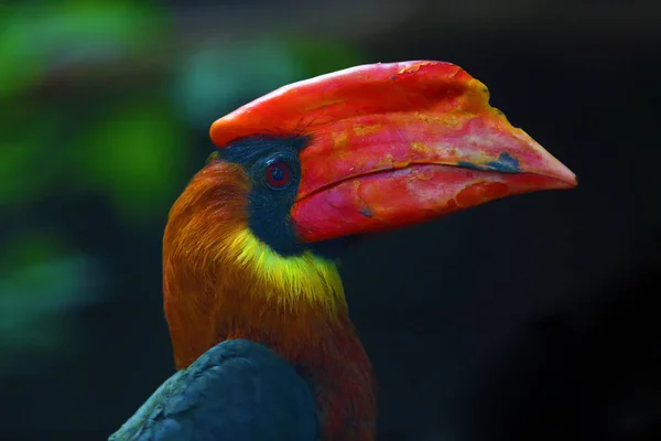 Cáliz Rufo Buceros Hydrocorax También Conocido Como Cáliz Filipino Localmente — Foto de Stock