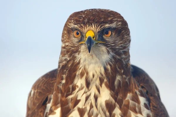 Buzzard Comum Buteo Buteo Retrato — Fotografia de Stock