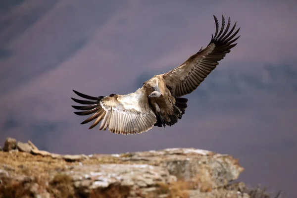 Cape Griffon Cape Vulture Gyps Coprotheres Landing Rock Huge Vulture — 스톡 사진