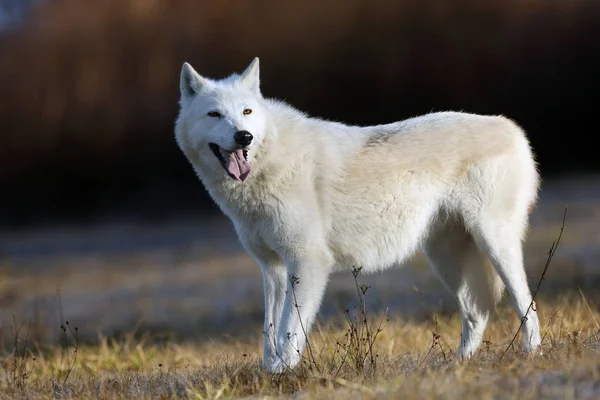Hudson Bay Wolf Canis Lupus Hudsonicus Subspecies Wolf Canis Lupus Stock Image