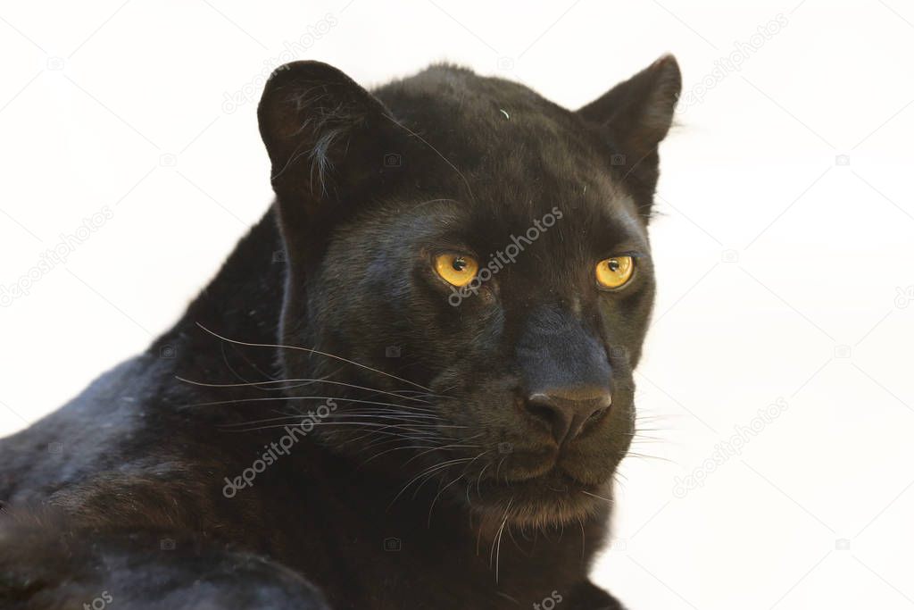 The leopard (Panthera pardus) portrait. Melanistic leopard are also called black panther.