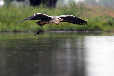 Gri balıkçıl (Ardea cinerea), uzun bacaklı ve gagalı yeşil arka planlı gölet üzerinde uçan akros türüdür..