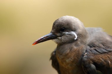 Sarı arka planlı jucenile kuşunun İnka deniz feneri (Larosterna inca) portresi. Deniz fenerinin portresi..