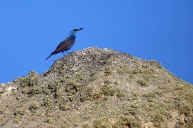 Mavi kaya ardıcı (Monticola solitarius) kayanın üzerinde oturuyor..