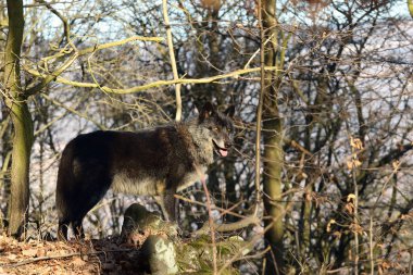 Kuzeybatı kurdu (Canis lupus occidentalis) ormanda durur. Kurt (