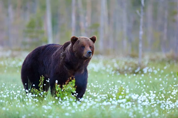 Бурый Медведь Ursus Arctos Самец Идущий Лесу Против Света Большой — стоковое фото