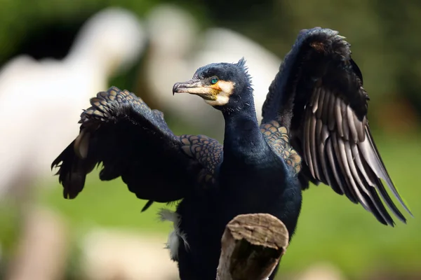 Siyah Leylek Ciconia Nigra Yeşil Çayırda Balık Tutuyor Renkli Bir — Stok fotoğraf