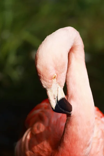 Amerikaanse Flamingo Phoenicopterus Ruber Portret Met Donkere Achtergrond — Stockfoto