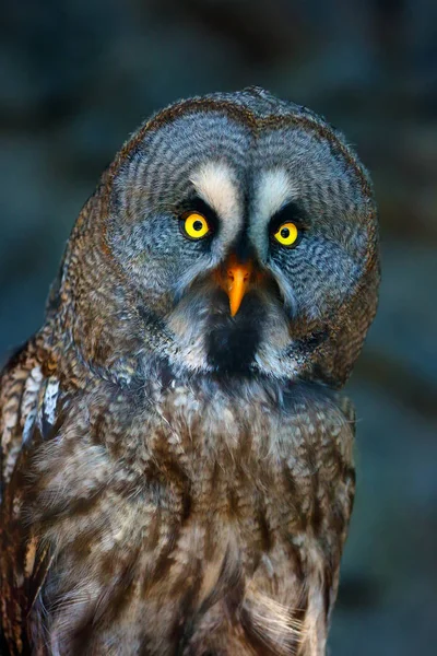 Great Grey Owl Great Gray Owl Strix Nebulosa Portrait Dark — 스톡 사진