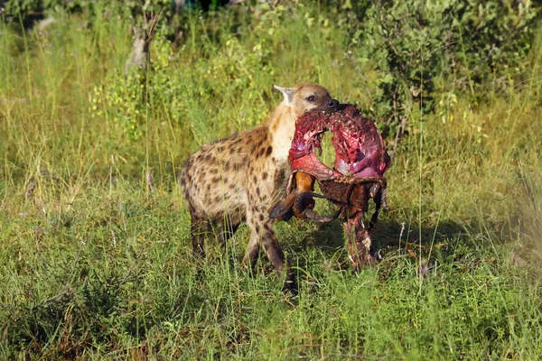 Στίγματα Ύαινα Crocuta Crocuta Επίσης Γνωστή Ύαινα Γέλιο Μια Σαβάνα — Φωτογραφία Αρχείου