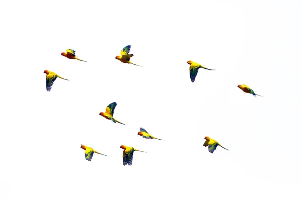 Jandaya Parakeet Jenday Conure Aratinga Jandaya Flying Flock Parakeets Flying — Stock Photo, Image