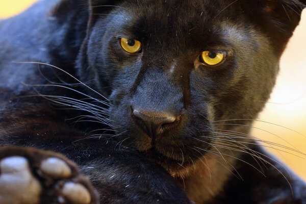 The leopard (Panthera pardus) portrait. Melanistic leopard are also called black panther.