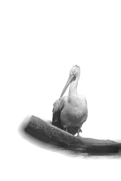 Далматинский Пеликан Pelecanus Crispus Стоящий Ветке Большой Пеликан Ветке Черно — стоковое фото