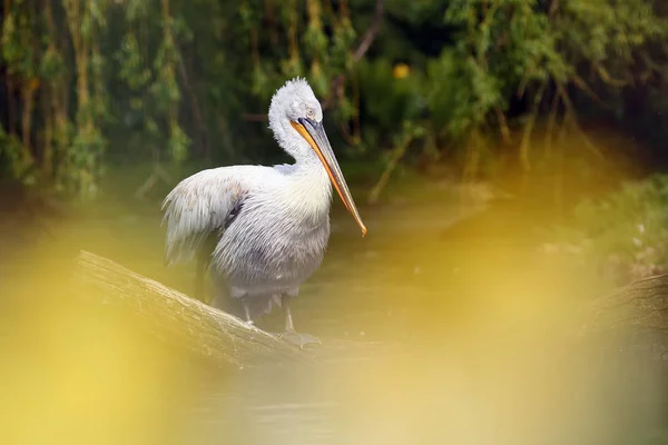 Pélican Dalmate Pelecanus Crispus Debout Sur Branche Gros Pélican Sur — Photo