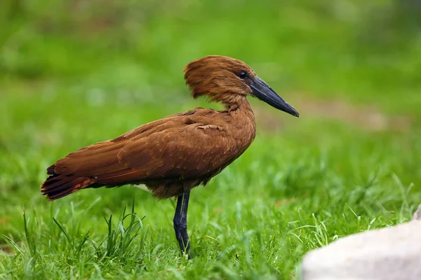 Hamerkop Scopus Umbretta Płytkiej Lagunie Hamerkop Zielonym Tłem — Zdjęcie stockowe