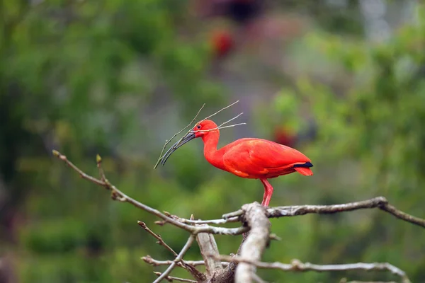 Szkarłatny Ibis Eudocimus Ruber Siedzi Gałęzi Gałązką Dziobie Czerwony Ibis — Zdjęcie stockowe