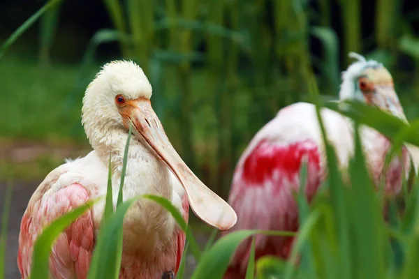 Rózsa Kanál Platalea Ajaja Portré Portait Rózsa Kanál Zöld Hátterű — Stock Fotó