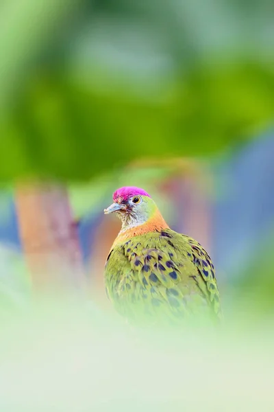 Een Prachtige Fruitduif Ptilinopus Superbus Ook Wel Bekend Als Paars — Stockfoto