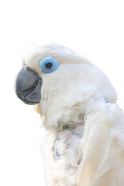 Mavi gözlü kakadu (Cacatua ophthalmica), beyaz arka planlı portatif. Papağanın izole edilmiş portresi..