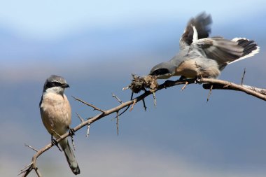 Büyük gri örümcekkuşu (Lanius excubitor), kuzey örümceği veya İber gri örümceği (Lanius meridionalis) olarak da bilinir. Avla ördek çifti. Fareyle ötüyor..