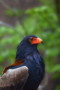 Bateleur (Terathopius ekaudatus) yeşil arka planda oturmaktadır. Afrika kartalları yeşil çalılarda oturuyor.