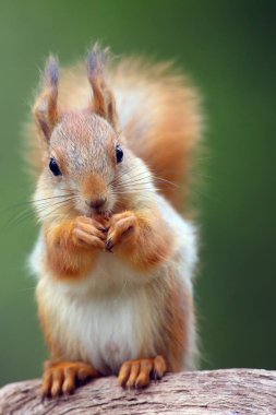 İskandinav ormanında oturan kırmızı sincap veya Avrasya kızıl sincabı (Sciurus vulgaris). Tipik bir ortamda sincap..